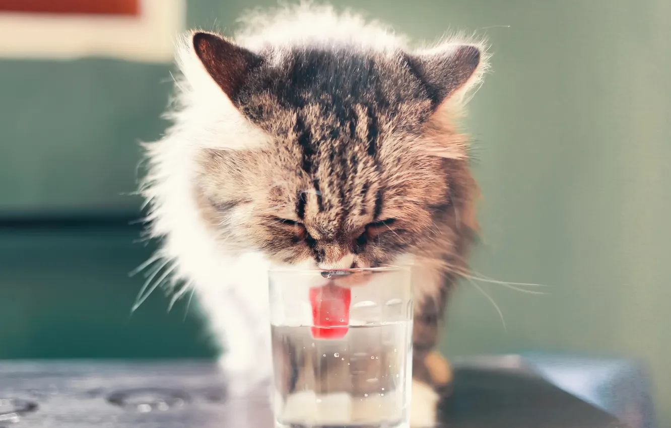 Photo wallpaper cat, glass, background