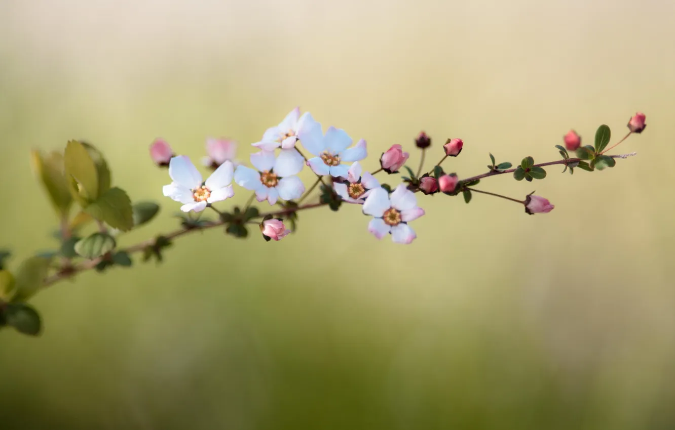 Photo wallpaper flowers, nature, branch, spring