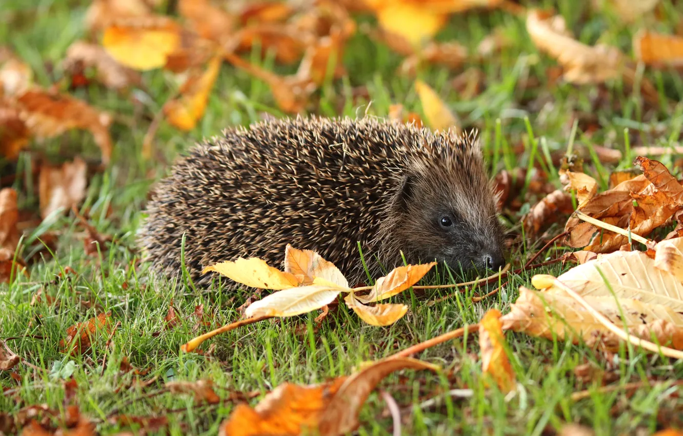 Photo wallpaper autumn, grass, look, leaves, yellow, nature, foliage, muzzle