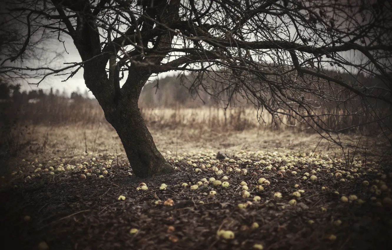 Photo wallpaper nature, apples, Apple