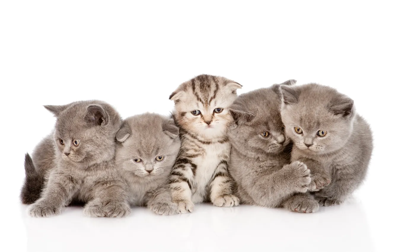 Photo wallpaper cats, kittens, kids
