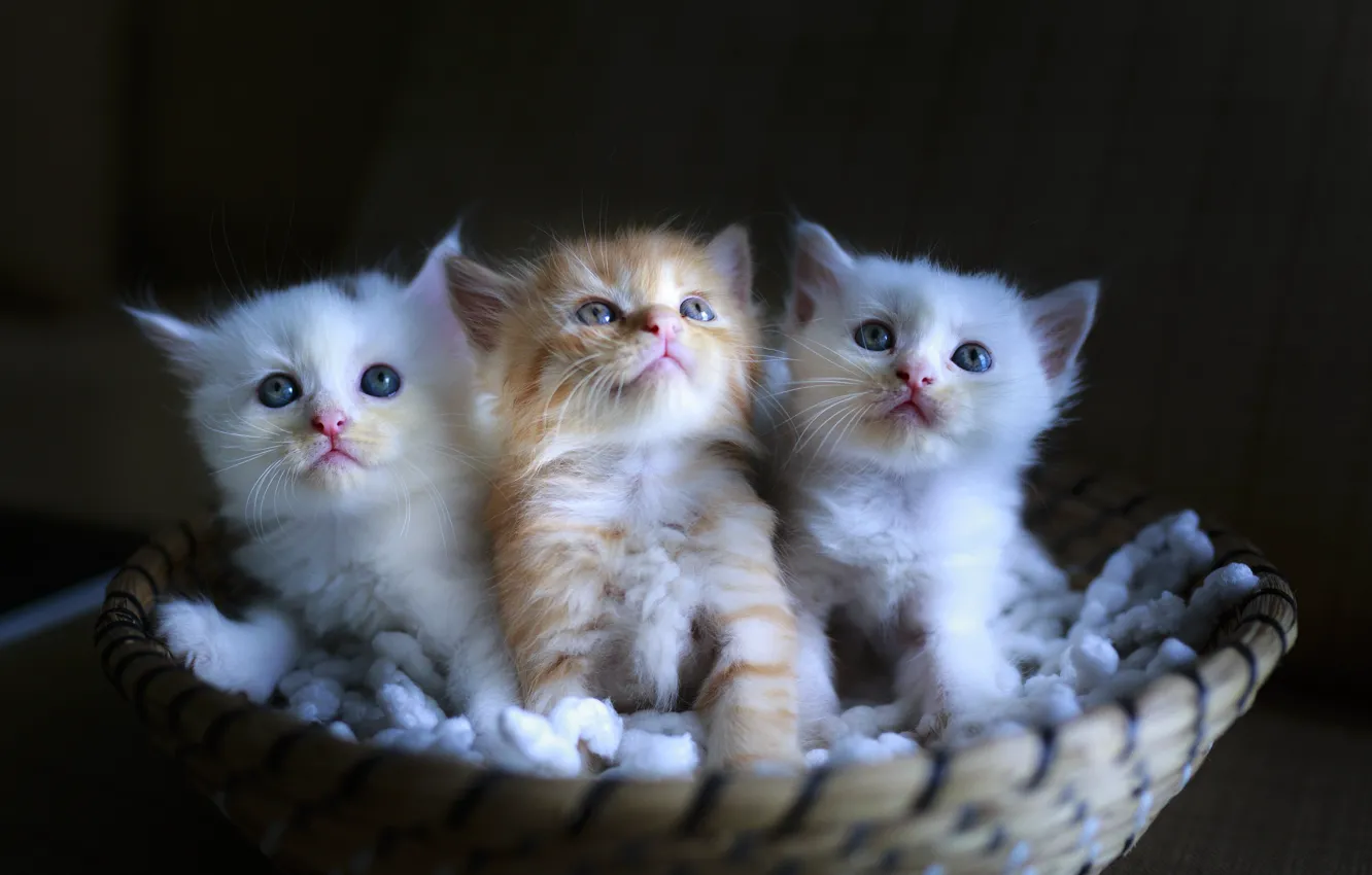 Photo wallpaper kittens, kids, basket, sitting, faces