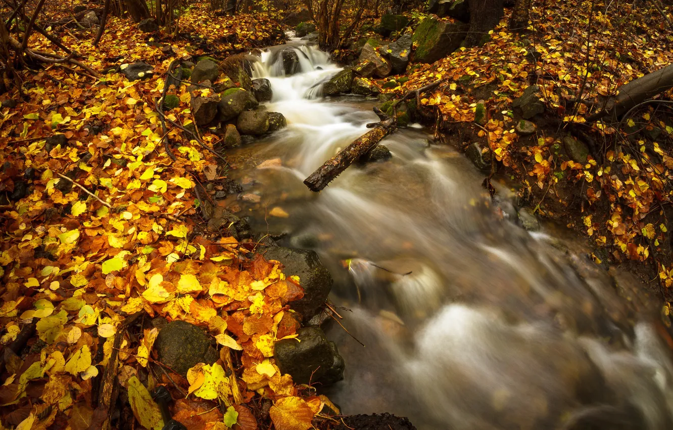 Photo wallpaper autumn, forest, stones, river