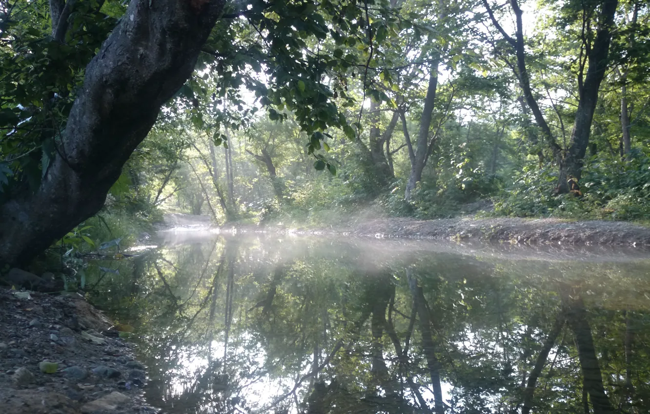 Photo wallpaper forest, stream, morning, Sakhalin