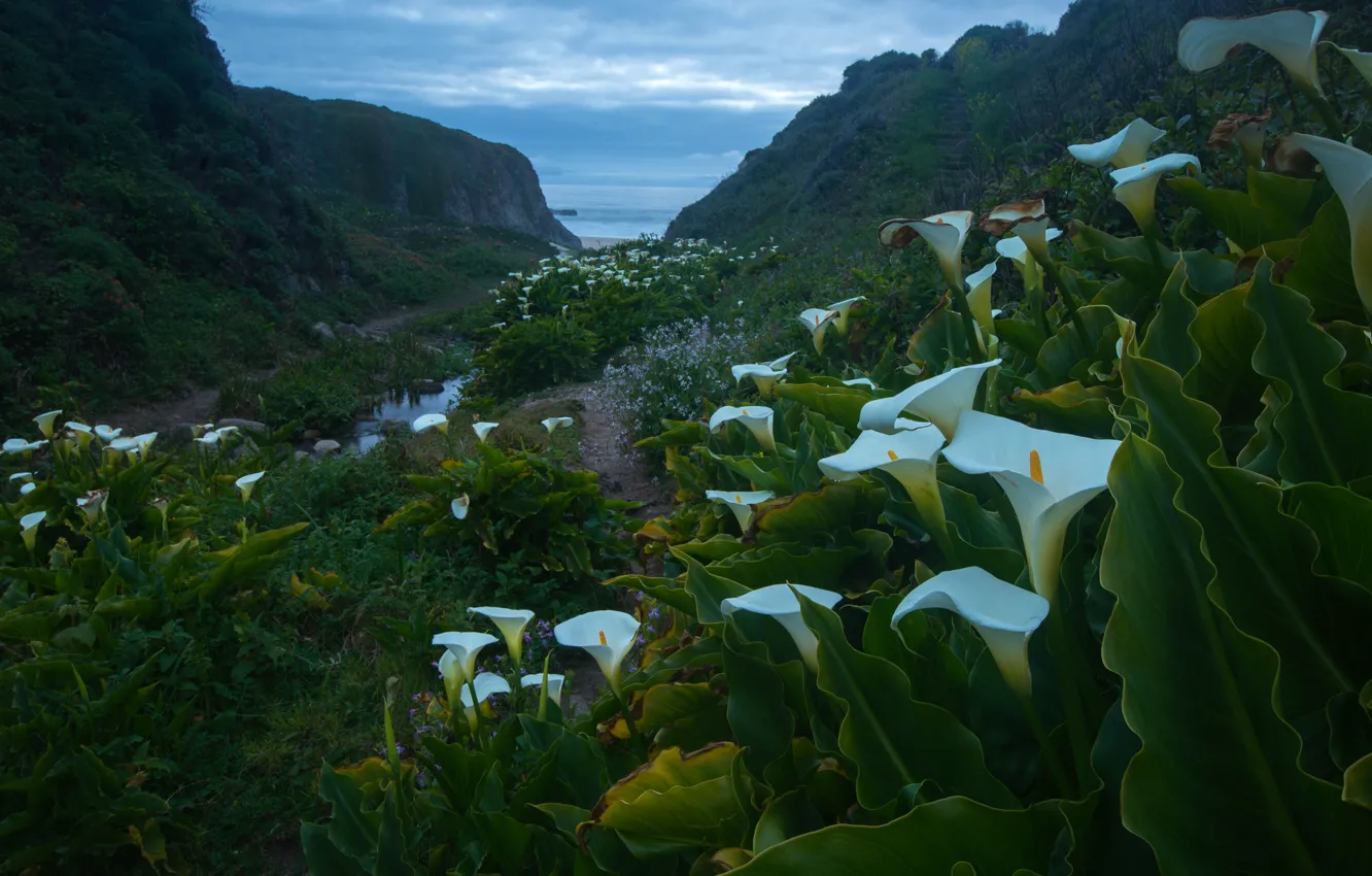 Photo wallpaper sea, the sky, flowers, mountains, valley