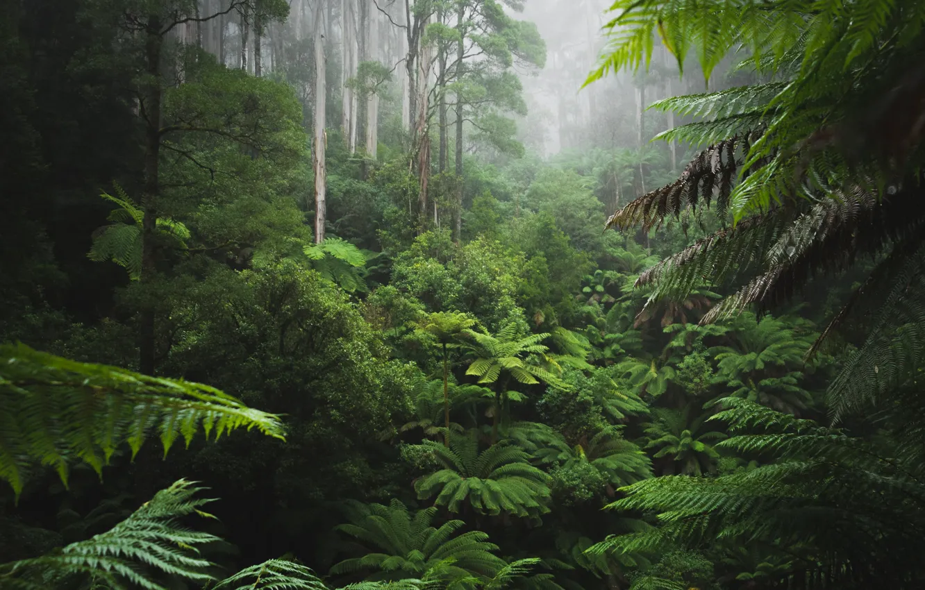 Photo wallpaper forest, trees, nature, fog, ferns