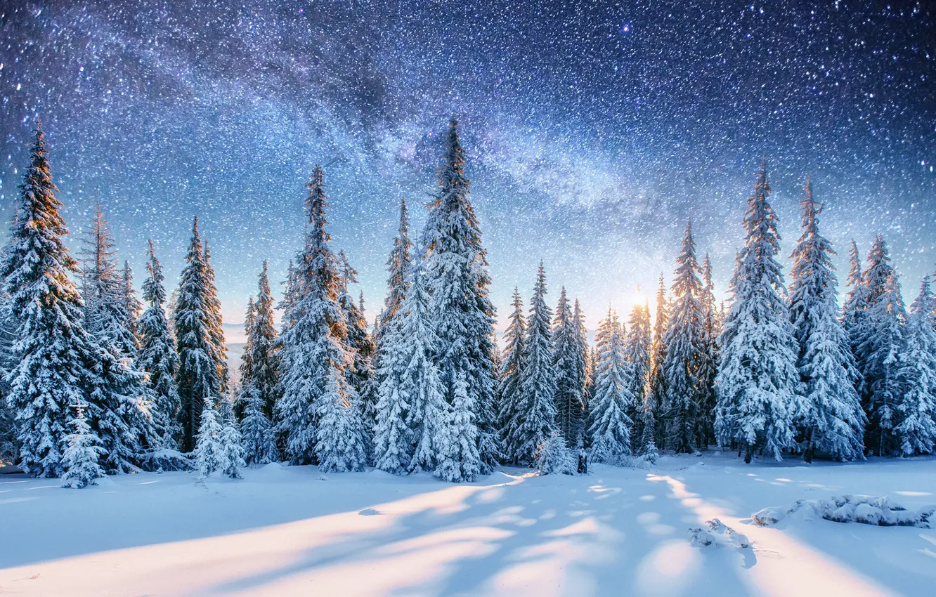 Photo wallpaper winter, forest, snow, nature