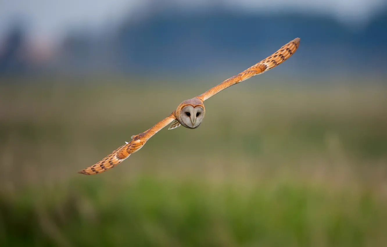 Photo wallpaper background, owl, bird, flight