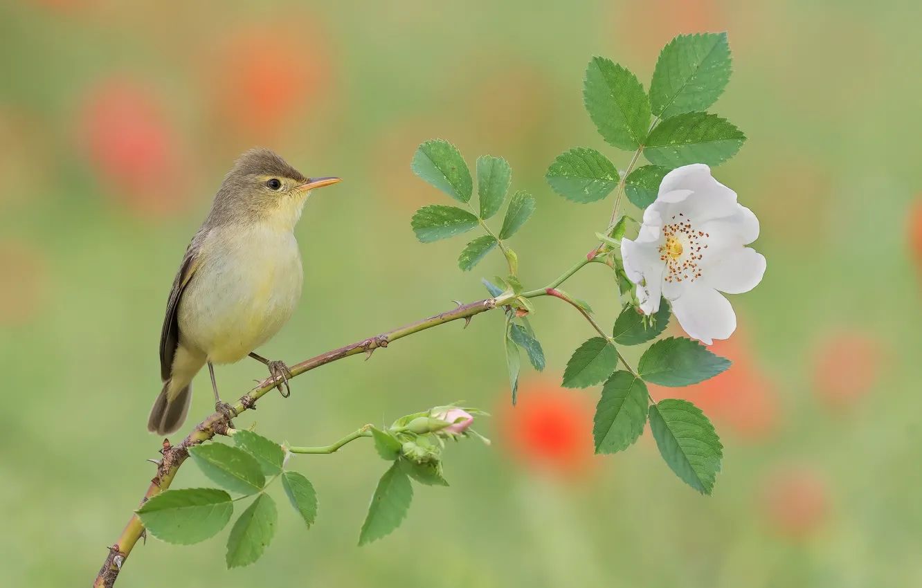 Photo wallpaper flowers, briar, bird, baby