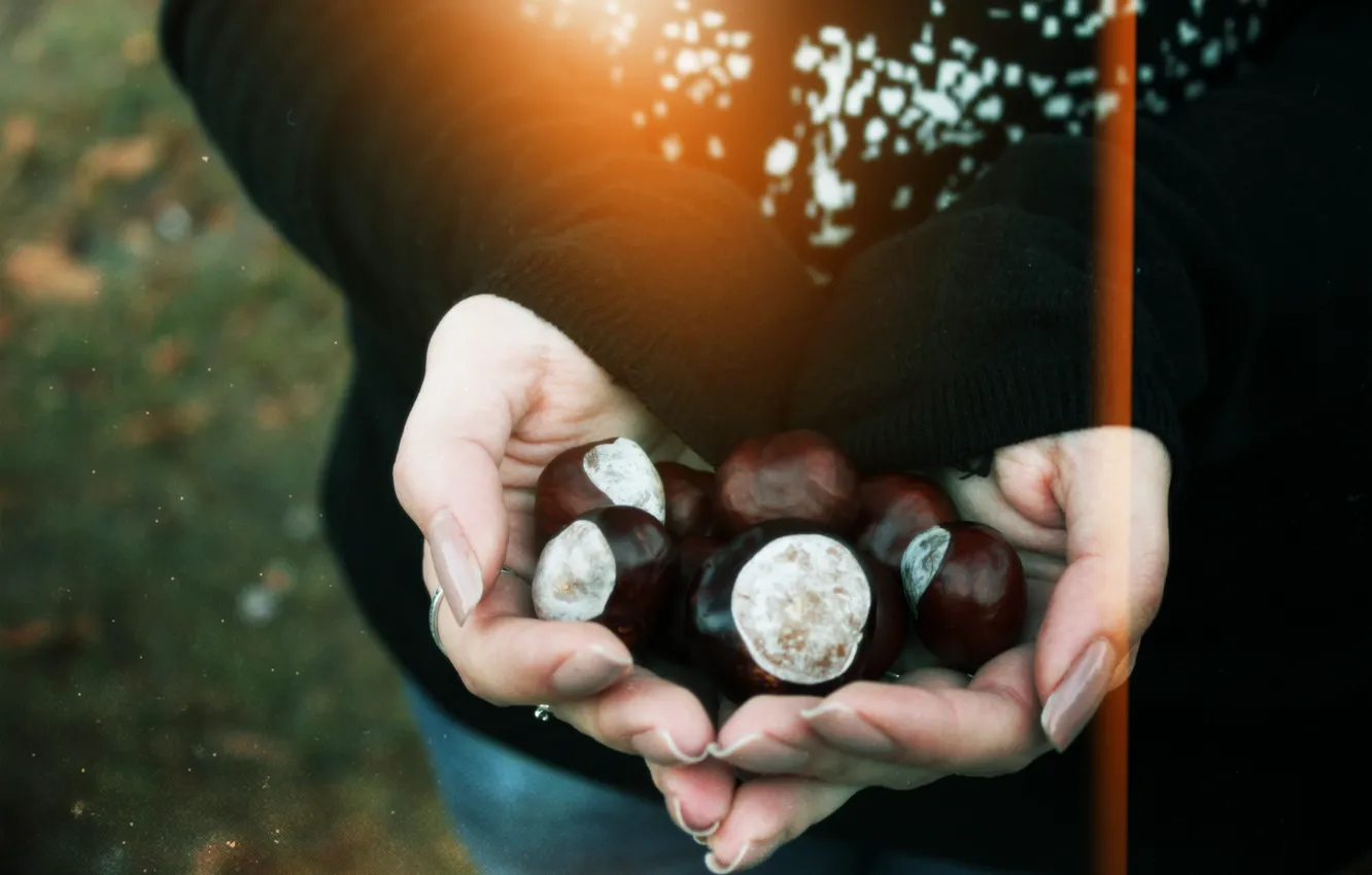 Photo wallpaper autumn, hands, chestnuts