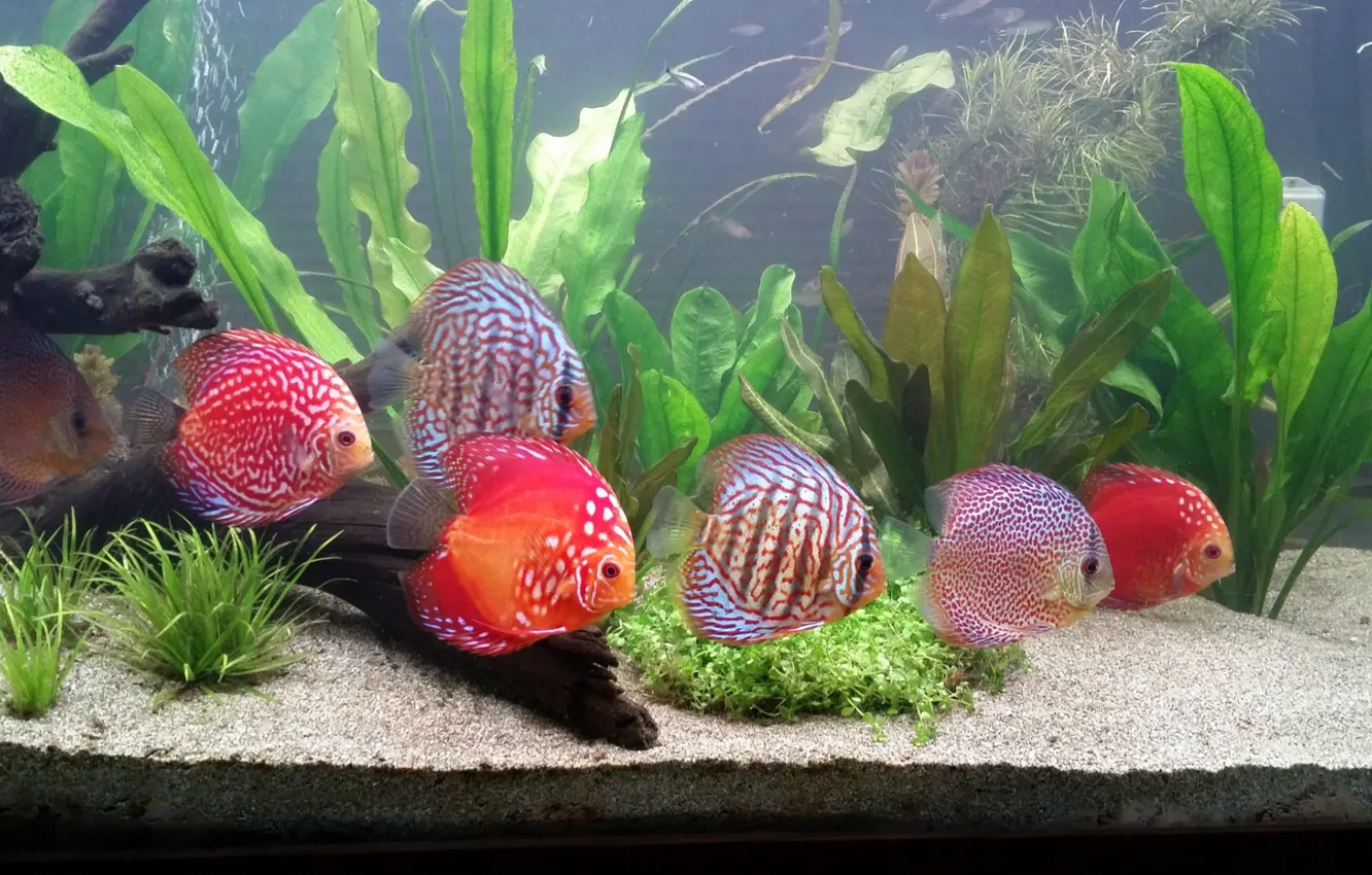 Photo wallpaper nature., discus fish, colloquially, Symphysodon, seven red and grey fish inside the aquarium, schooling discus …