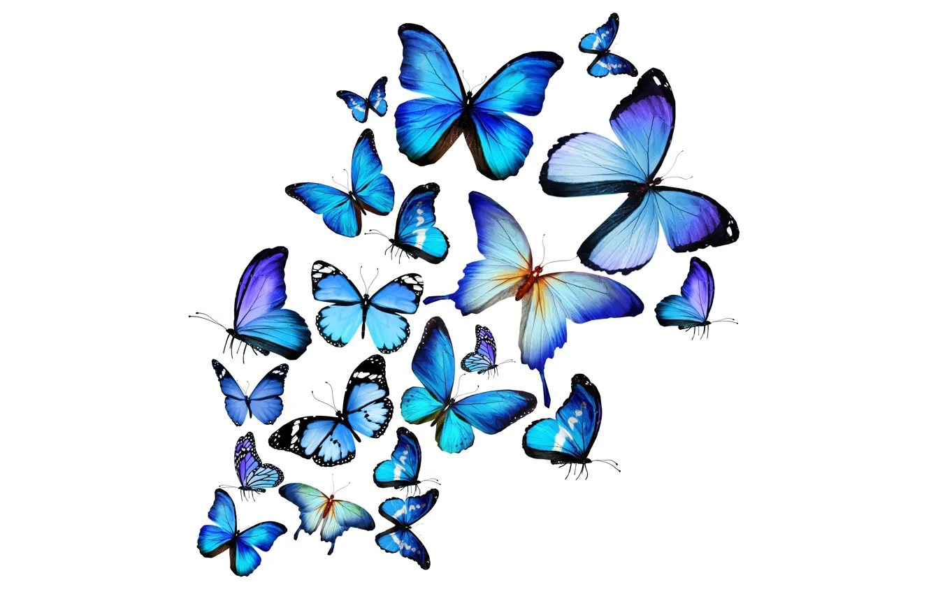 Photo wallpaper blue, butterfly, Blue Butterfly