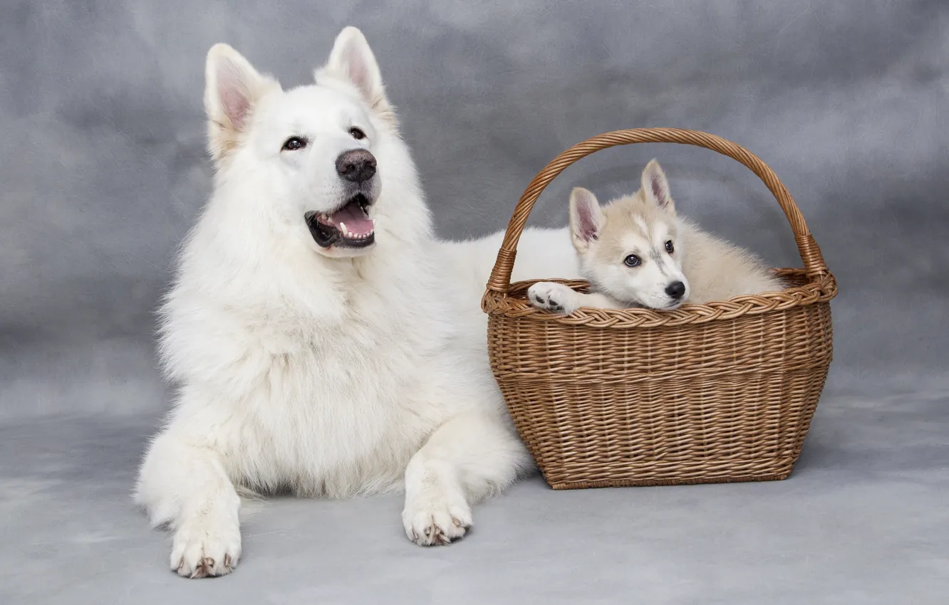 Photo wallpaper language, white, look, pose, dog, paws, mouth, pair