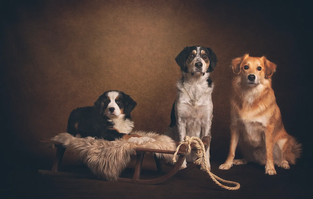 Photo wallpaper the dark background, dog, fur, sleigh, trio, three dogs