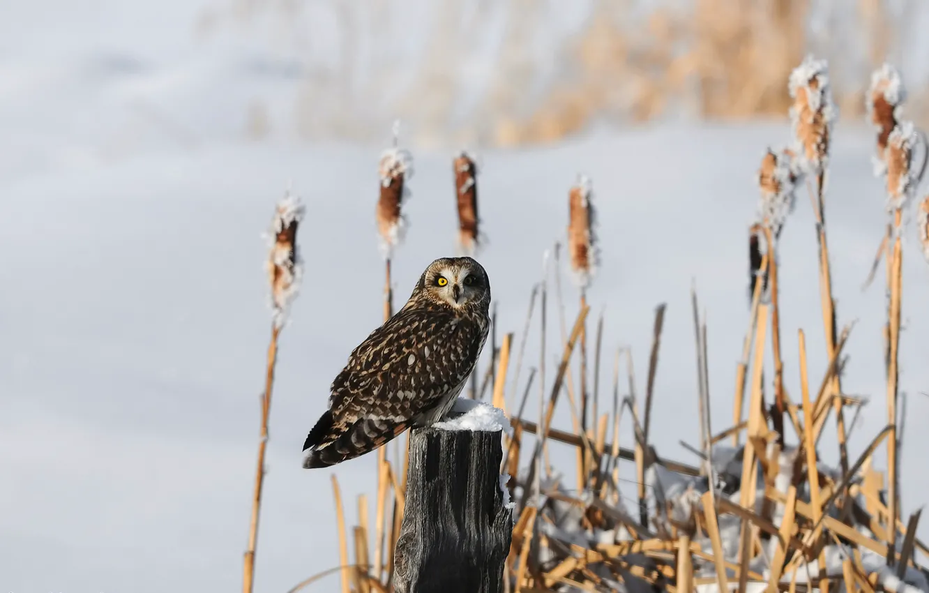 Photo wallpaper winter, snow, the reeds, owl, bird, stump
