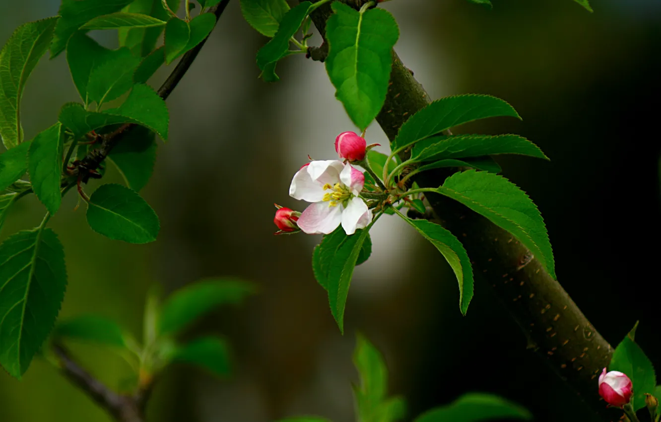 Photo wallpaper flower, leaves, pink, branch, spring, Bud, Apple