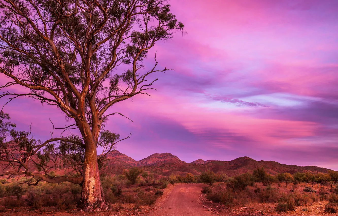 Photo wallpaper road, mountains, nature, tree, Australia