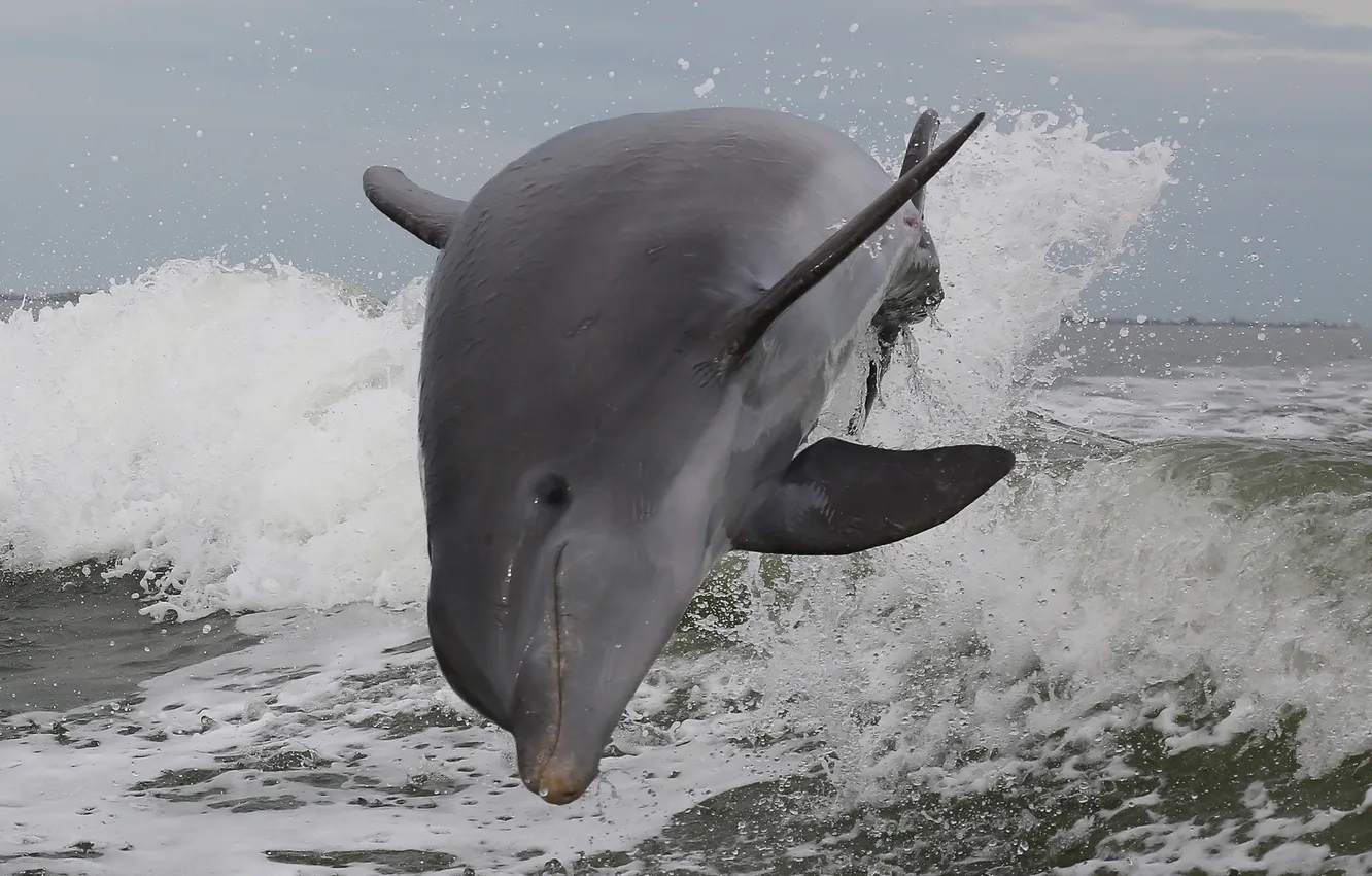 Photo wallpaper sea, squirt, nature, Atlantic Bottlenose Dolphin