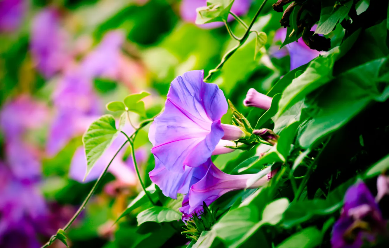 Photo wallpaper greens, flowers, violet