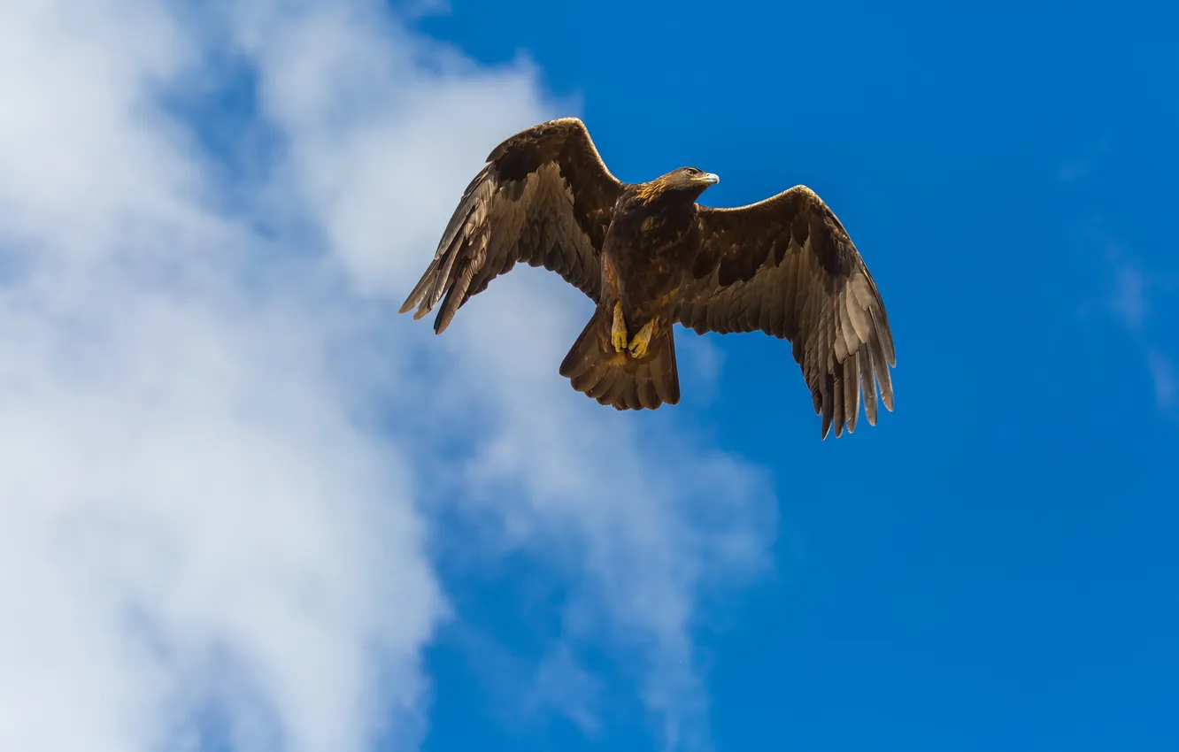 Photo wallpaper the sky, bird, Golden Eagle