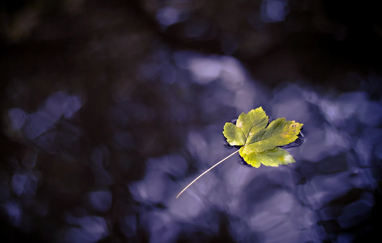 Photo wallpaper leaves, water, nature