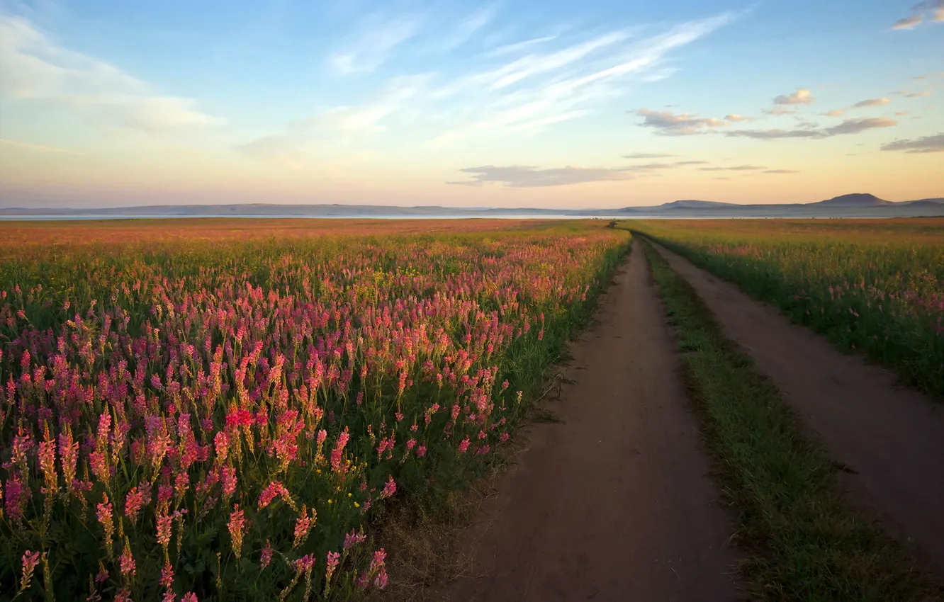 Photo wallpaper road, field, landscape, flowers, morning