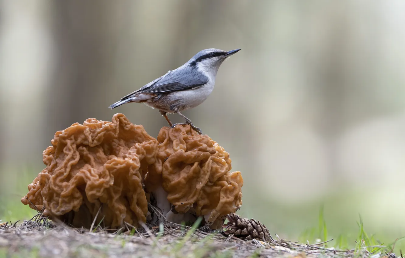 Photo wallpaper grey, bird, mushroom