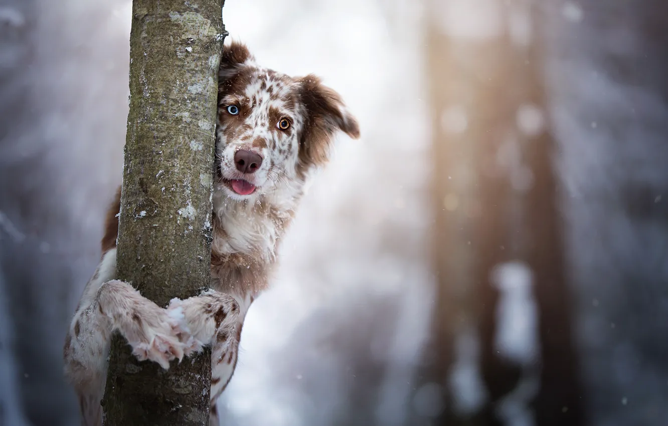 Photo wallpaper look, trees, dog, trunk, bokeh, the border collie