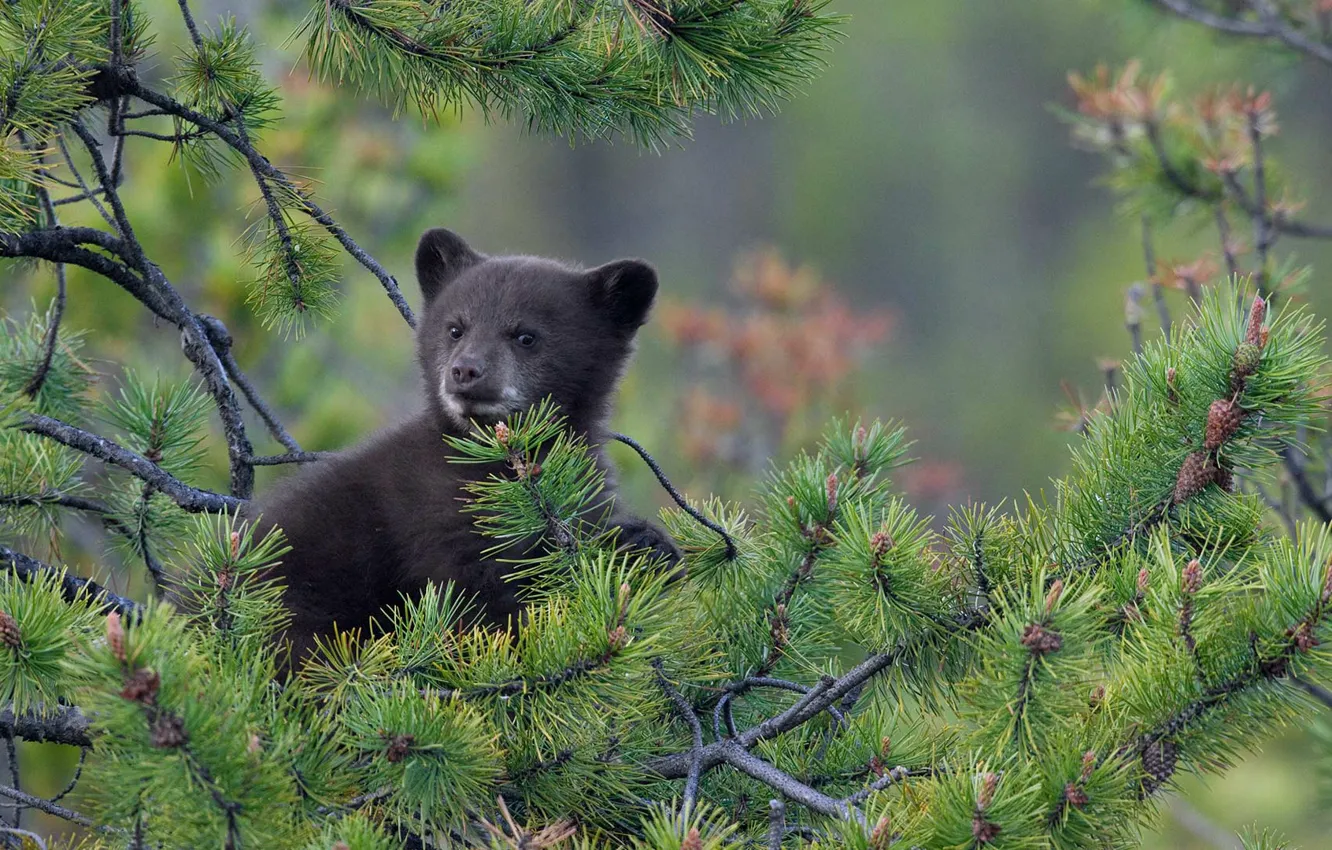 Photo wallpaper bear, pine, Baribal, Black bear