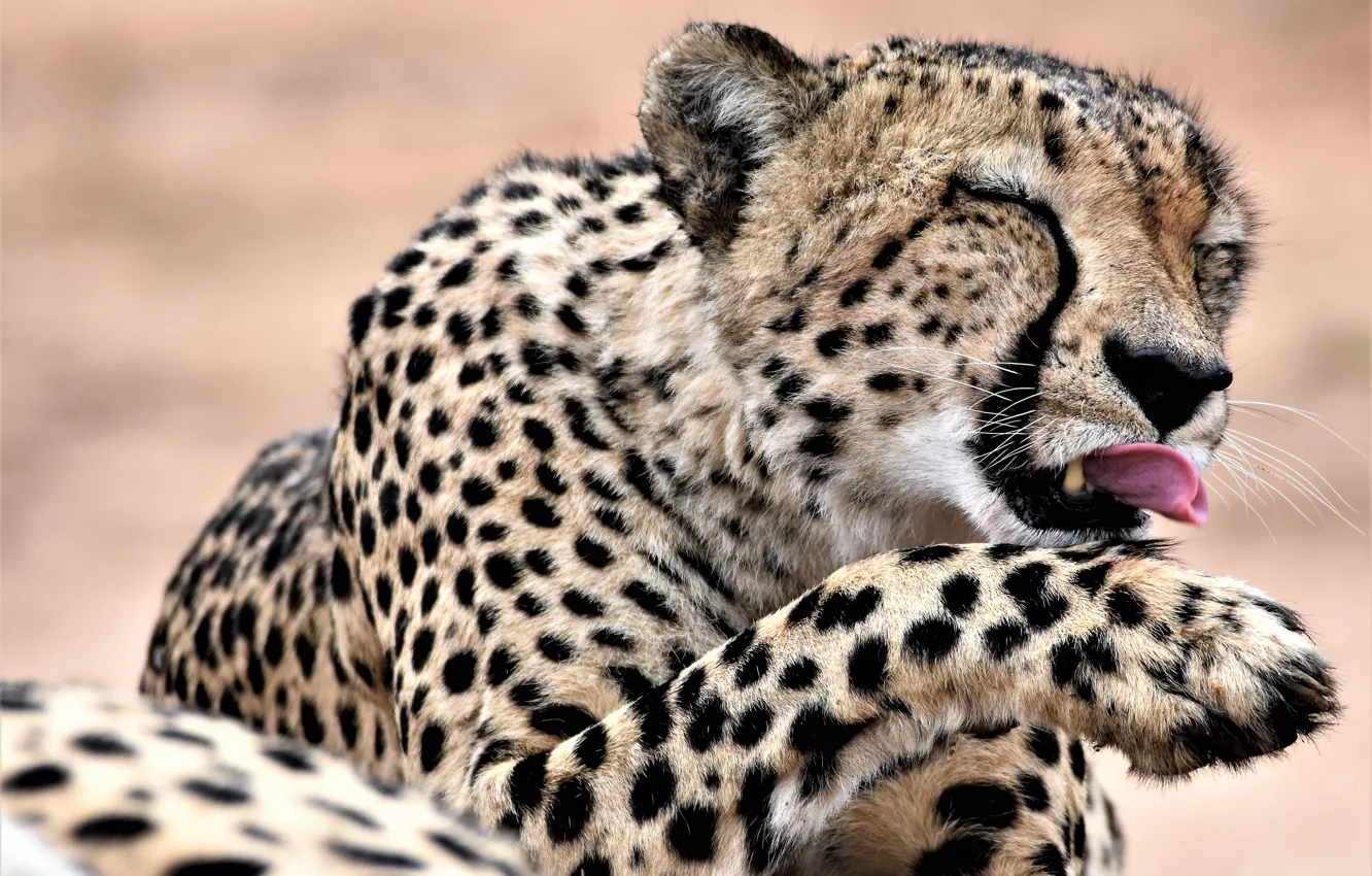 Photo wallpaper cat, paw, Cheetah