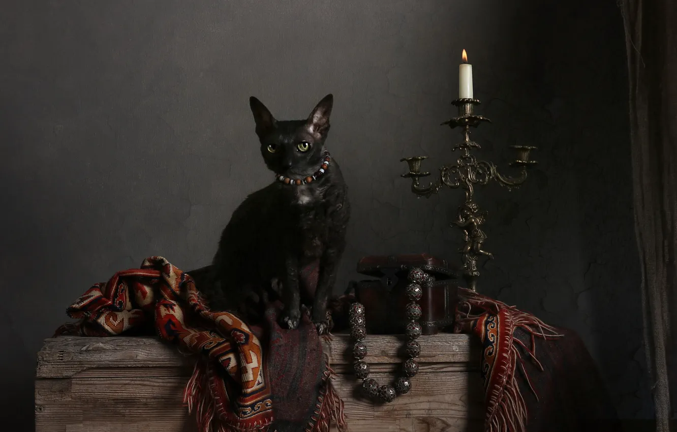 Photo wallpaper cat, cat, look, pose, the dark background, black, candles, box
