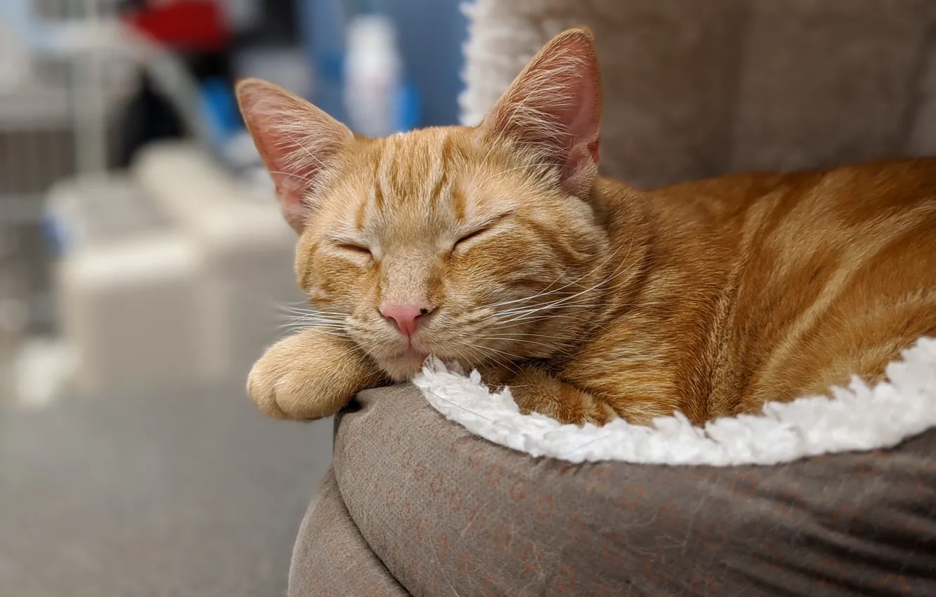 Photo wallpaper cat, stay, red