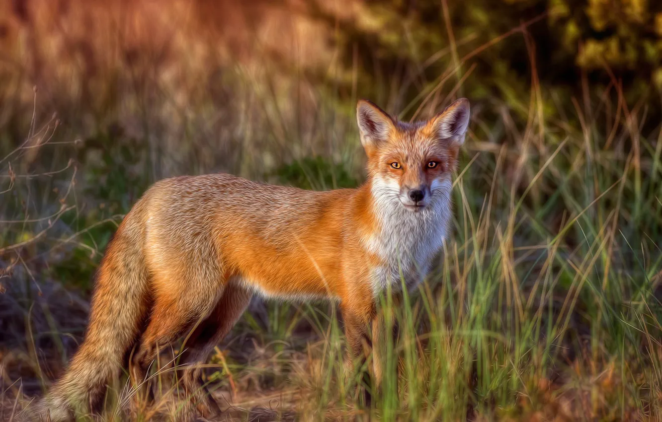 Photo wallpaper grass, light, glade, treatment, Fox, red