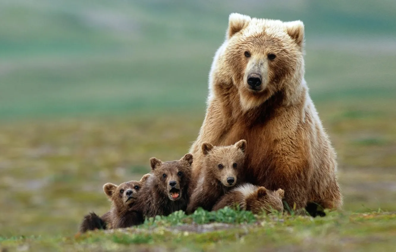 Photo wallpaper family, bears, bears, grizzly, bear