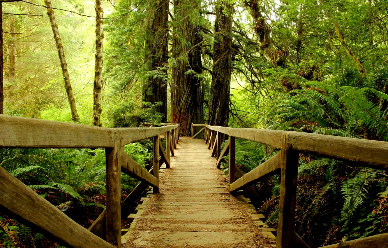 Photo wallpaper forest, bridge, trunk, fern