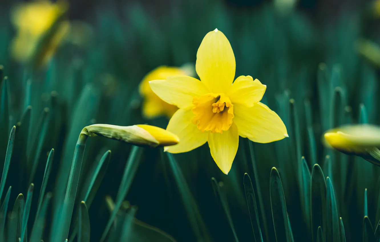 Photo wallpaper yellow, spring, daffodils