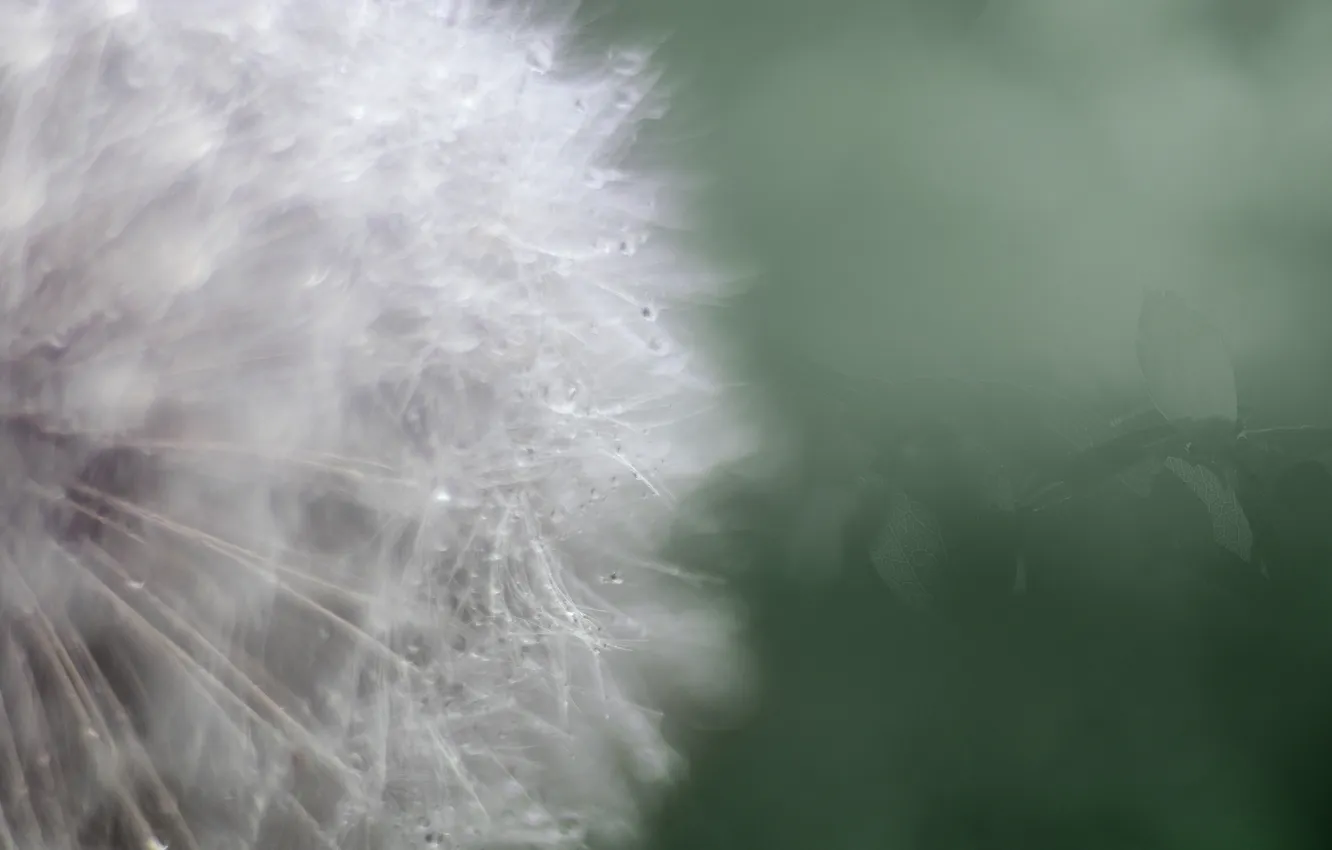 Photo wallpaper macro, flowers, Rosa, dandelion
