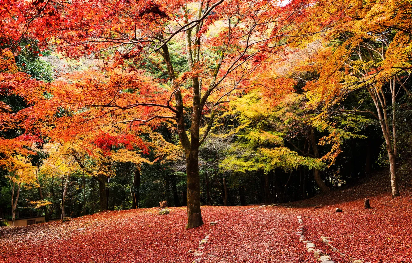 Photo wallpaper autumn, forest, leaves, trees, Park, forest, landscape, park