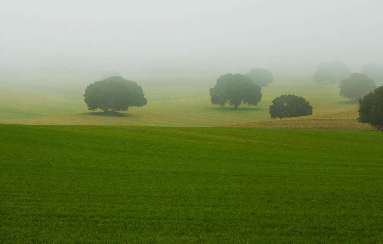 Photo wallpaper field, trees, landscape, fog