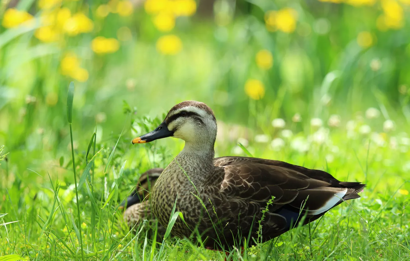 Photo wallpaper grass, bird, glade, duck