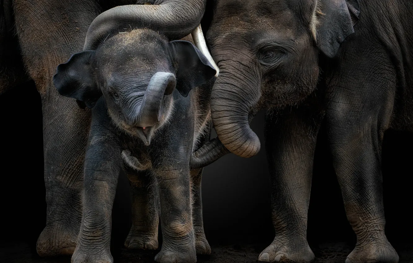 Photo wallpaper elephant, baby, father, elephants, trio, care, cub, trunk