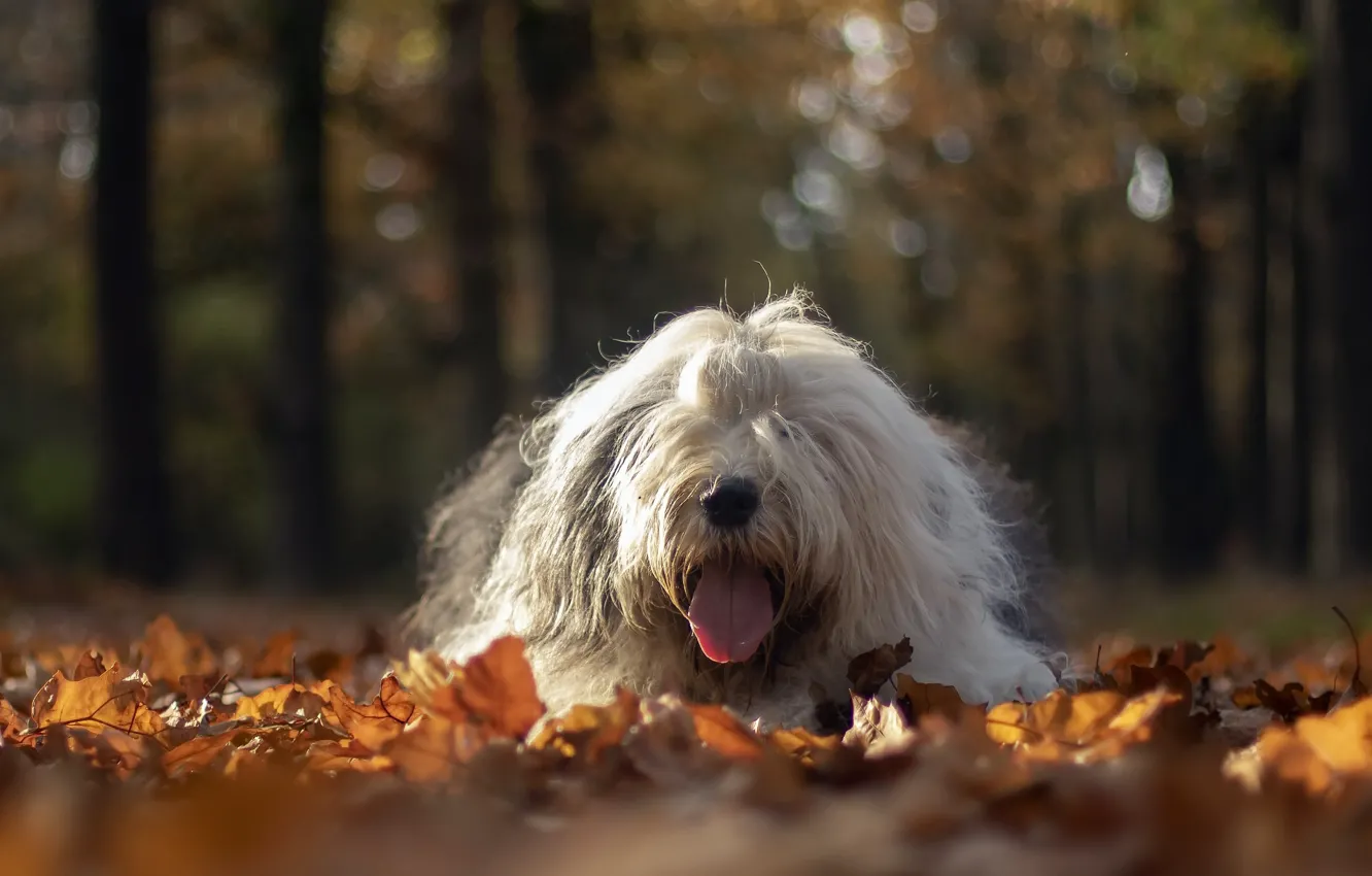 Photo wallpaper autumn, each, dog