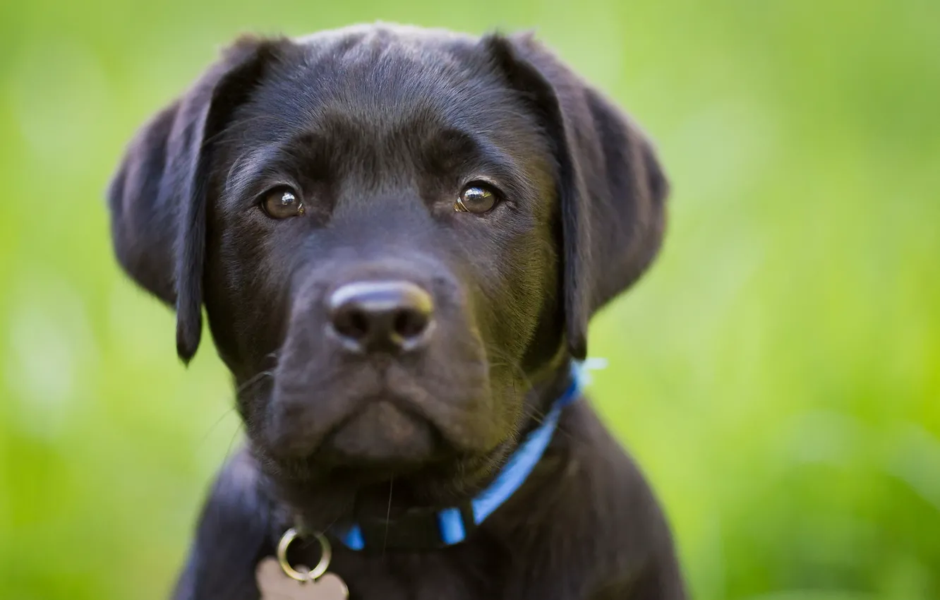 Photo wallpaper look, each, dog