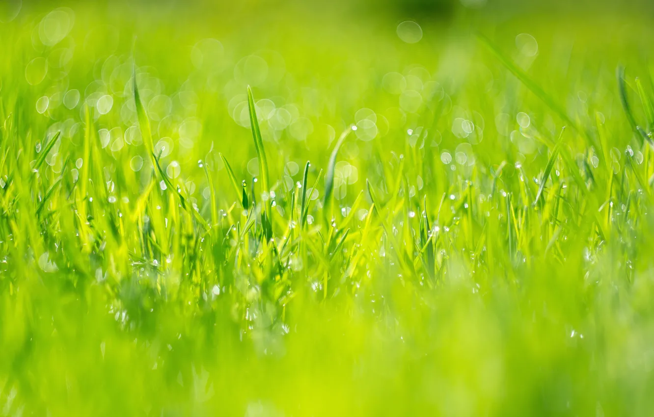 Photo wallpaper grass, Rosa, spring, bokeh