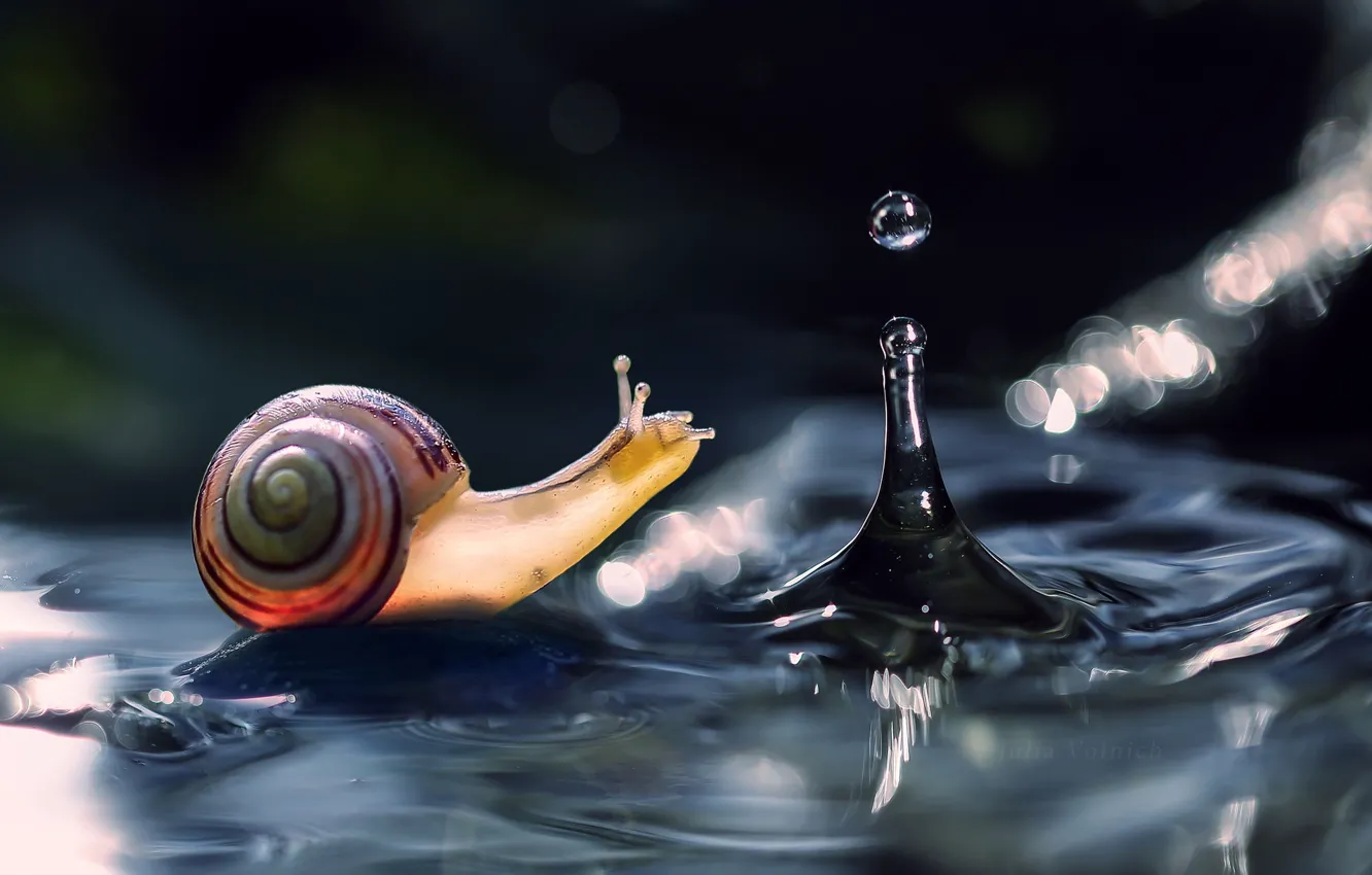 Photo wallpaper water, drop, snail
