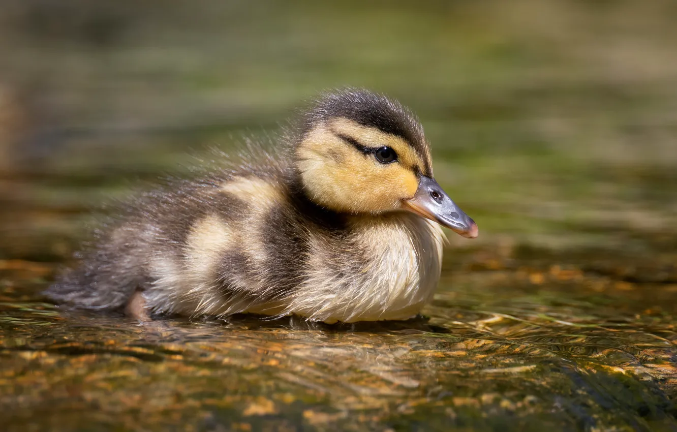 Photo wallpaper bird, duck, duck, Chicks, pond