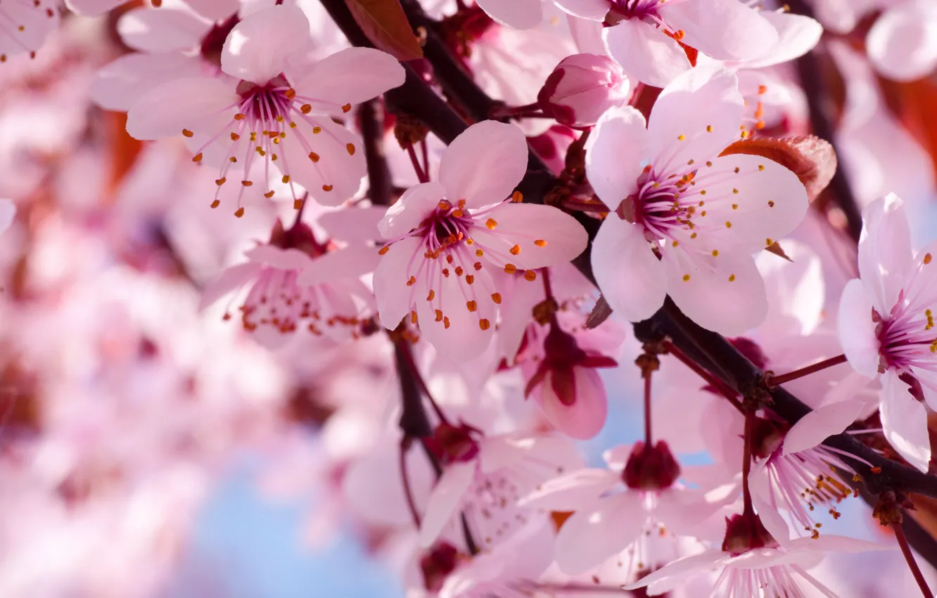 Photo wallpaper flowers, cherry, branch, spring