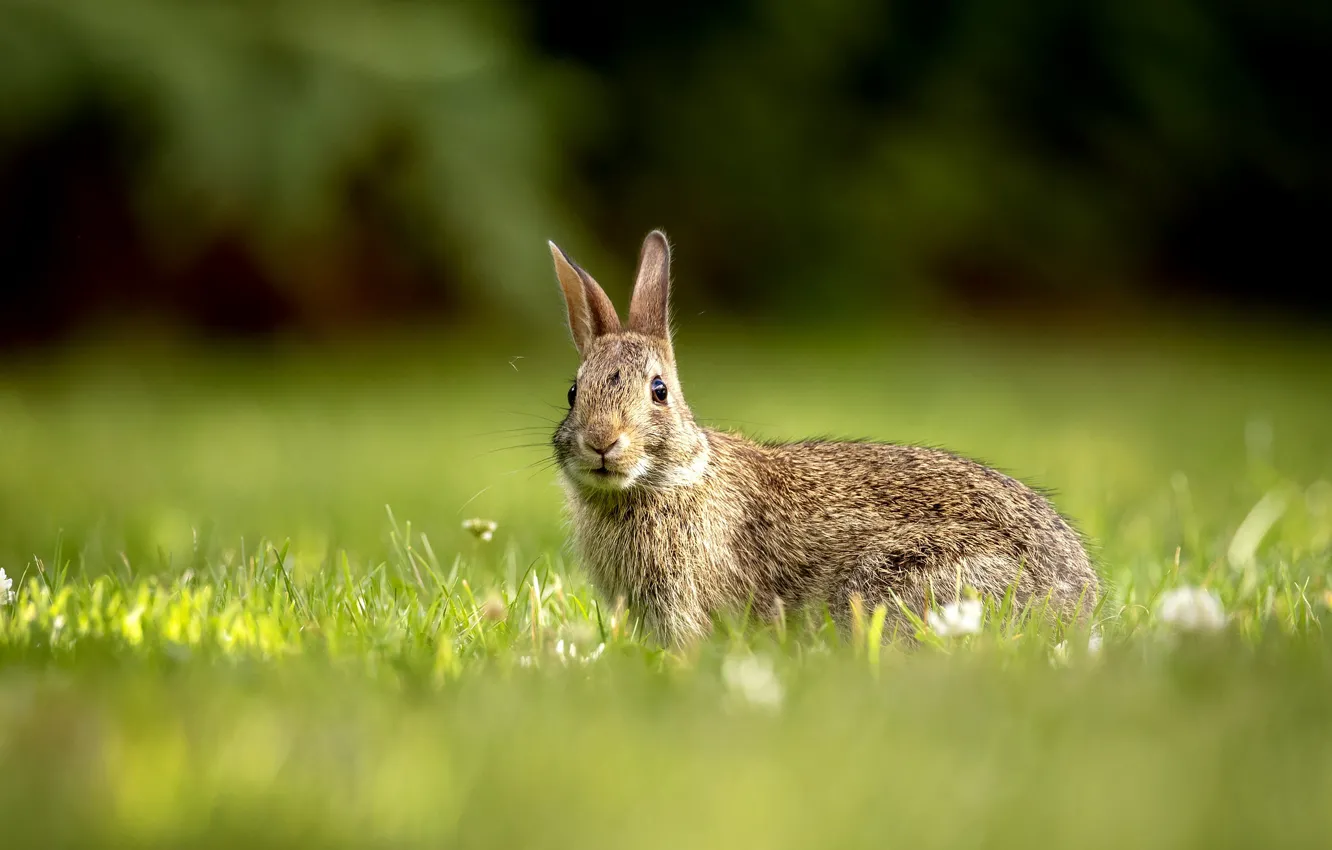 Photo wallpaper grass, hare, bokeh