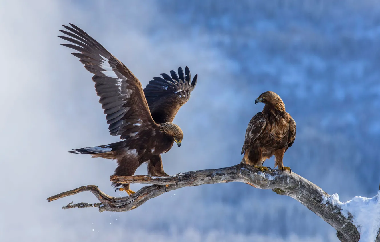 Photo wallpaper winter, snow, birds, nature, eagle, two, wings, branch