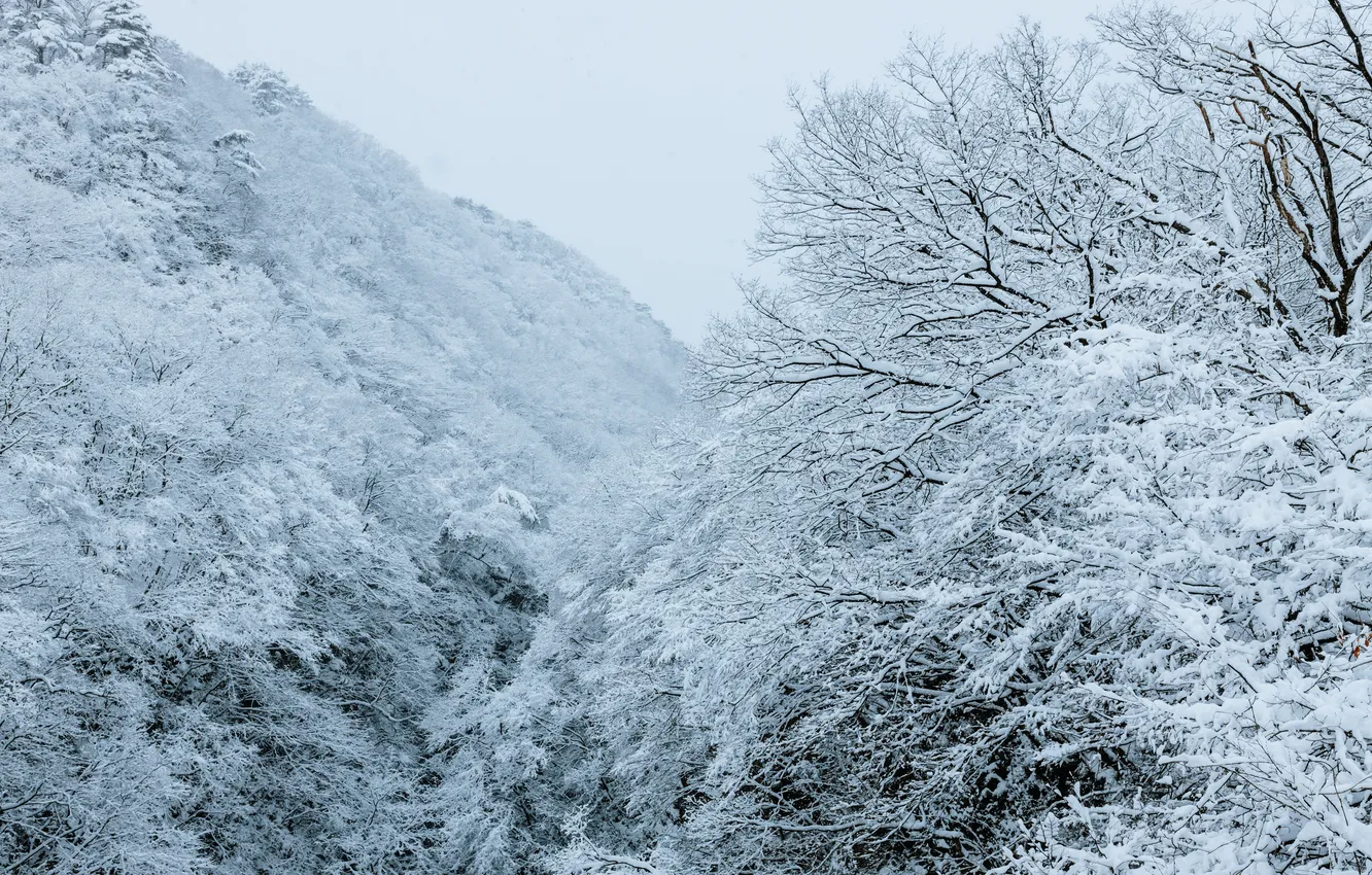 Photo wallpaper winter, frost, forest, snow, trees, mountains, branches, nature